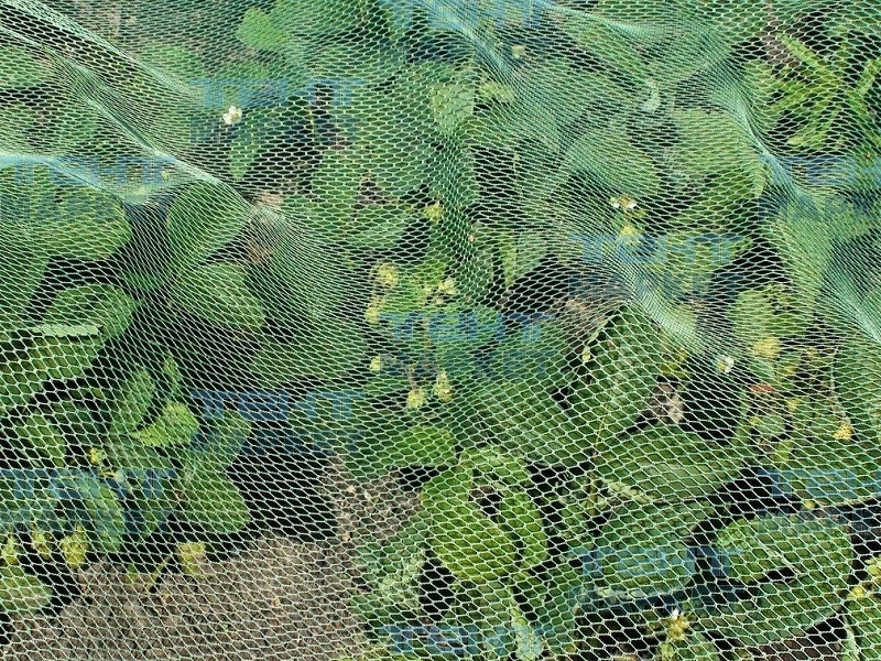 Сетка от птиц полиэфирная 3х5 м, ячейка 8х8 мм (зелёная), фото 2